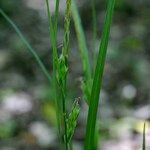 Carex depauperata Casca