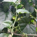 Cissus repens Escorça