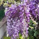 Wisteria sinensis (Sims) DC.Blomst