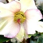 Helleborus orientalisFlower