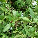 Plumbago auriculata Leaf