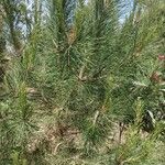 Pinus sylvestris Habit