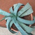 Agave marmorata 葉