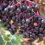 Sambucus nigra Gyümölcs