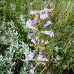 Penstemon gracilis Hábito