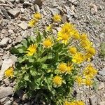 Doronicum grandiflorum Habitus