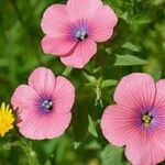 Linum pubescens Flower