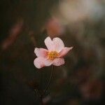 Eriocapitella tomentosa 花