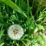 Taraxacum campylodes Flower