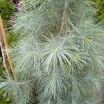 Pinus maximartinezii Leaf