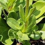Veronica bellidioides Likasa