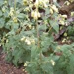 Brickellia grandiflora Kvet