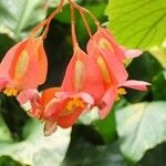 Begonia coccinea Kwiat