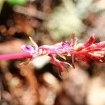 Corallorhiza mertensiana Flor