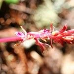 Corallorhiza mertensiana Blüte