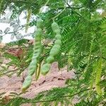 Prosopis juliflora Плод