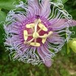 Passiflora cincinnata Cvet
