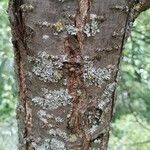 Elaeagnus rhamnoides Bark