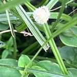 Cyperus brevifolius Flower