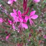 Gaura lindheimeriFloare