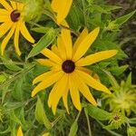 Rudbeckia subtomentosa Çiçek