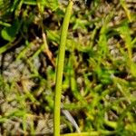 Eriophorum scheuchzeri Rinde