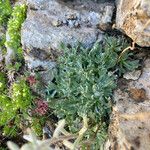 Artemisia umbelliformis Leaf