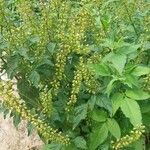 Ocimum campechianum 葉