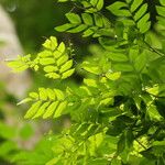 Gilletiodendron kisantuense Leaf