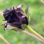 Cosmos atrosanguineus Vili