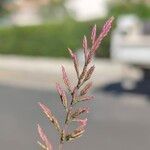 Catapodium rigidum Flor