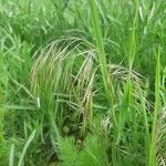 Bromus tectorum Owoc