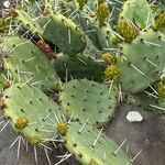 Opuntia macrorhiza List