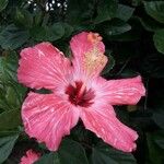 Hibiscus rosa-sinensis Virág