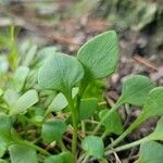 Claytonia rubra Blatt