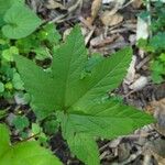 Hydrastis canadensis Leaf