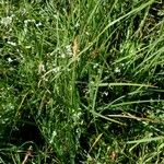 Blysmus compressus Libunga
