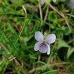 Viola palustris Kwiat