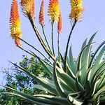 Aloe ferox Flor