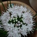 Allium senescens Flor