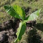 Musa acuminataHoja