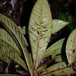 Hymenandra squamata Leaf