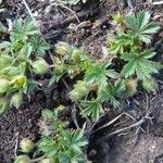 Potentilla tabernaemontani Frunză