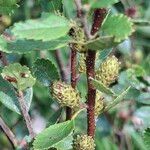 Betula humilis Fruit