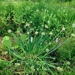 Allium fistulosum Habitus