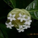 Palicourea glomerulata Flower