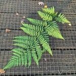 Dryopteris dilatata Folio