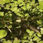 Elodea nuttallii Hoja