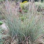 Schizachyrium scoparium Blatt