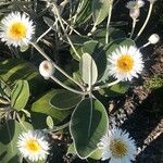 Pachystegia insignis Flower